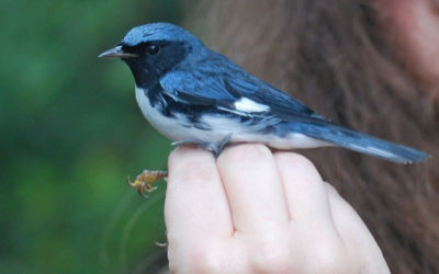 Coffee drinkers owe debt to pest-eating warbler