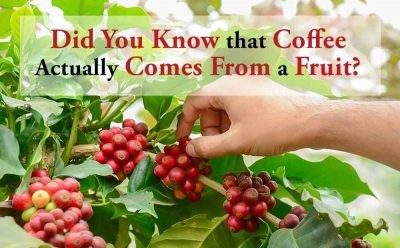 Wait… Coffee is a Fruit?